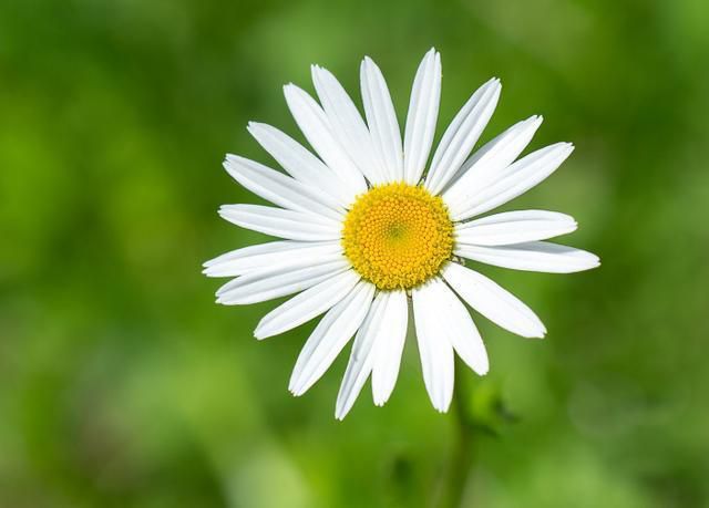 三月下旬，桃花绚烂，含情脉脉，真爱降临，有望修成正果的3星座