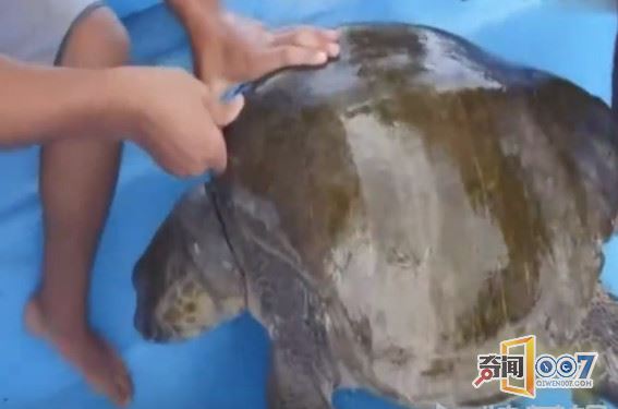 男子发现海龟跟着船不愿离开，知道真相后惊呆