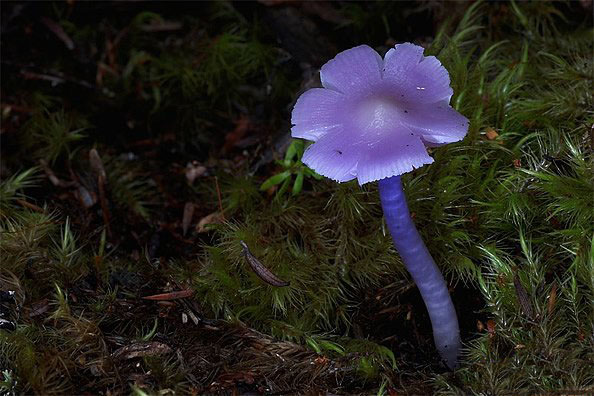[图文]如此美丽动人的菌世界