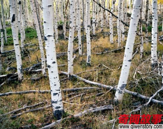 盘点存活着世界上最古老的十大“千年神树”