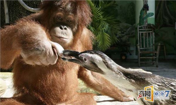爱心爆棚：红毛猩猩喂小企鹅吃鱼，满满都是爱