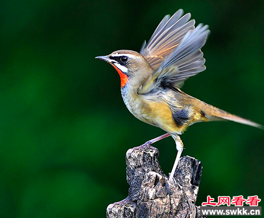 红点颏：过于贪婪的鸟类