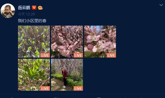 岳云鹏打扮休闲与花树合影笑容灿烂被赞很可爱