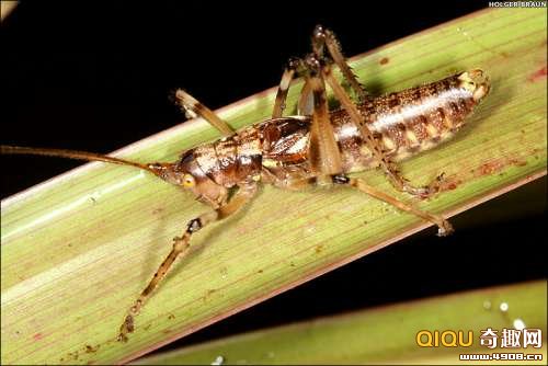 [多图]南美洲大陆再次发现新物种