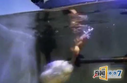 男子把青蛙放食人鱼池中，结果惨不忍睹