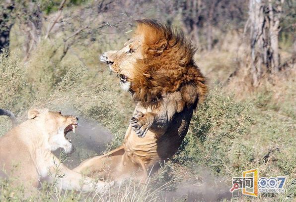 雄狮“回家”遭母狮围攻 吓得“魂不附体”仓惶撤退