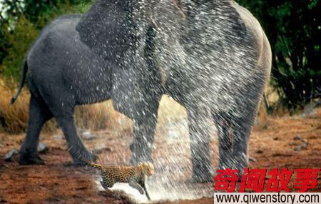 地上最强横扫百兽的动物, 人们都惹不起的霸主!