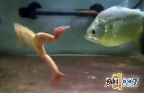 男子把青蛙放食人鱼池中，结果惨不忍睹