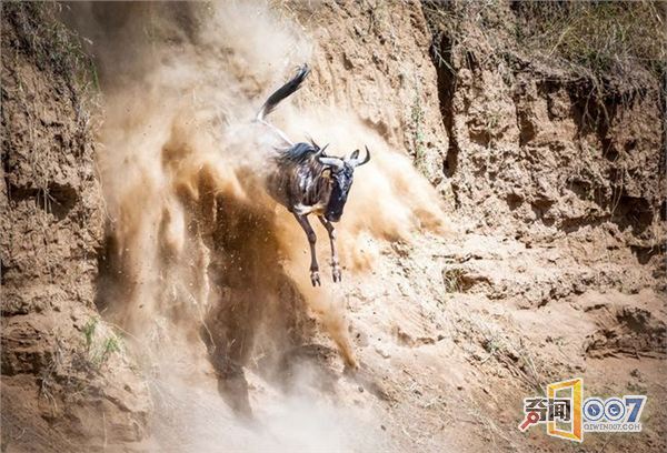 肯尼亚角马大迁徙 尘土飞扬蔚为壮观