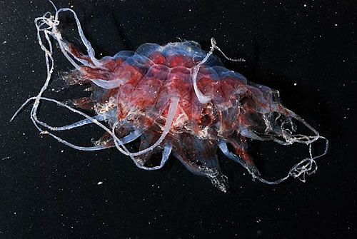 深海峡谷中的“异形”生物 种类多