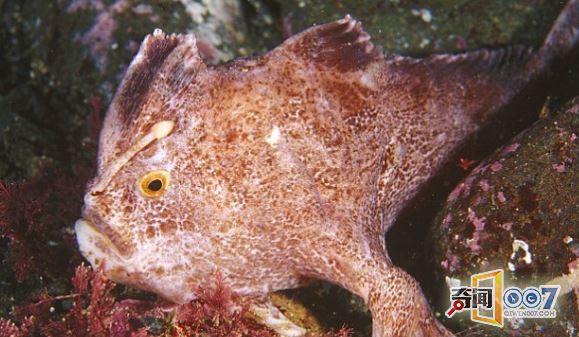 罕见手鱼长有红色“手指”，用“手”走路
