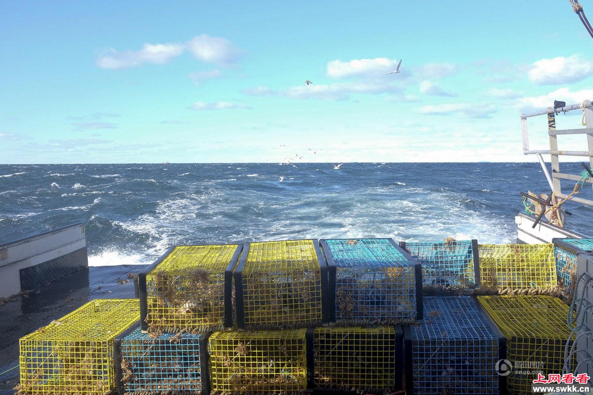 从加拿大到中国33小时图揭一龙虾跨国旅程 图_0