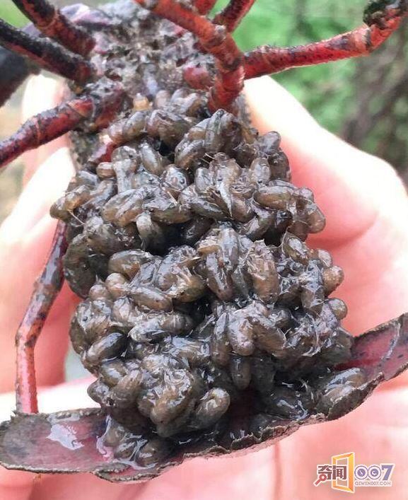 村民在山里抓到一只大龙虾，结果吓坏了所有人