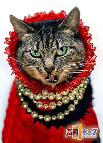 摄影师拍猫奴摄影作品，背后故事却令人感动