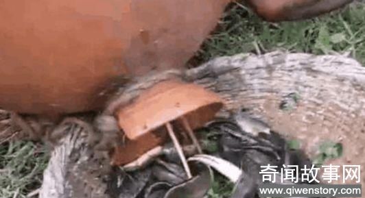 老汉河底捞出一个古老的坛子砸开里面全是银条(图文)