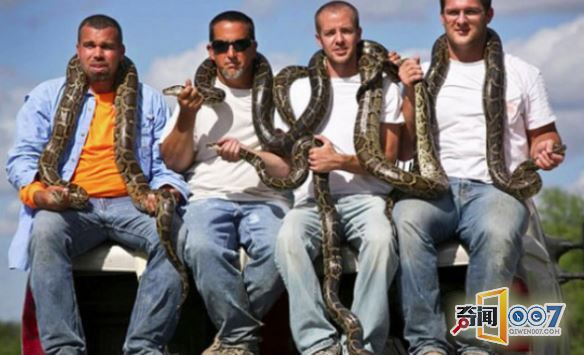 大型物种入侵,当地人为了奖金竞相捕杀