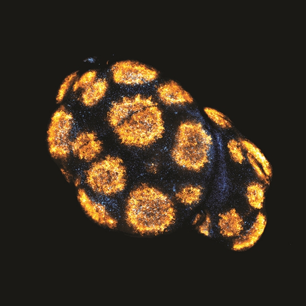 《自然》3月图片精选