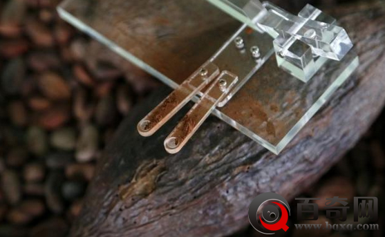 用鼻子吃巧克力 你听说过没