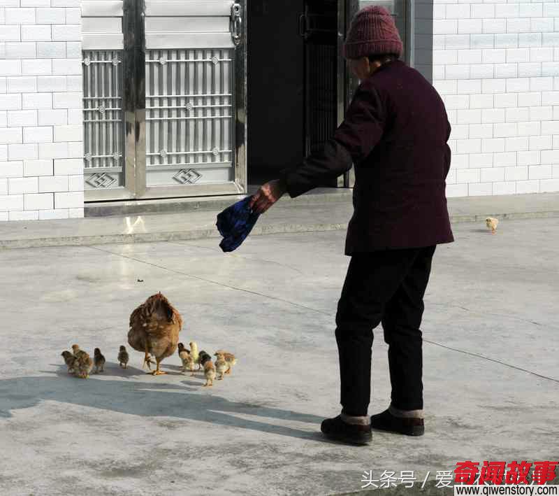 实拍普通农家小院的悠哉慢生活，很多土豪花钱却享受不到