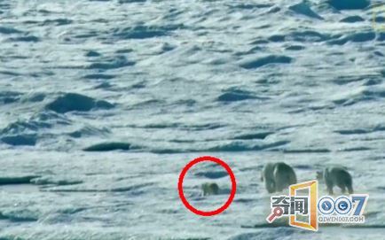 北极熊冰面上捕食,看到心寒一幕