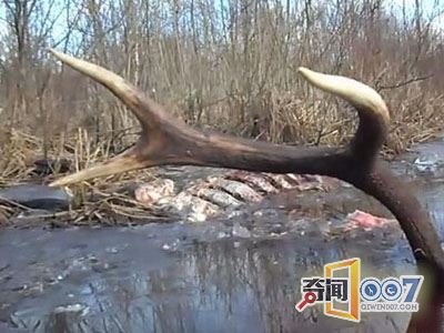 海边草丛有异动男子上前摸到它