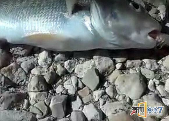 大叔钓鱼，看到鱼嘴里的东西再也不敢吃了