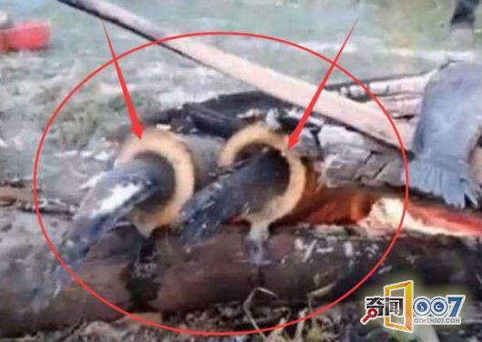 和女同事去山上野炊，口水直流