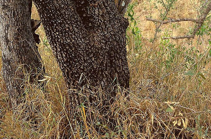 [图文]寻找自然界中隐藏的动物