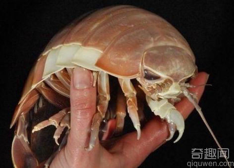 大王具足虫能吃吗 大王具足虫为什么绝食