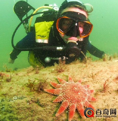 北海现1万年前远古树林 生于冰河世纪