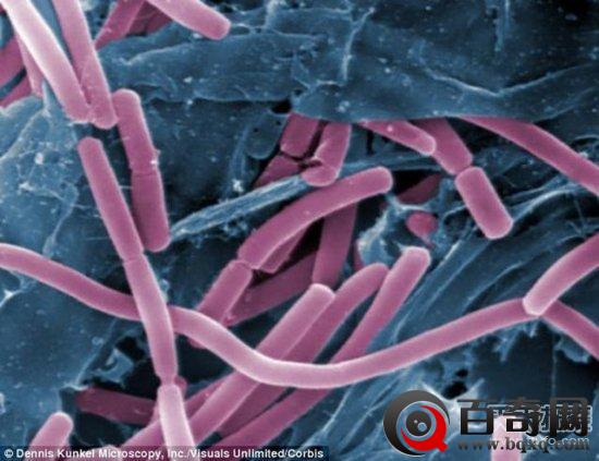 火星偷渡殖民者:顽强的超级微生物