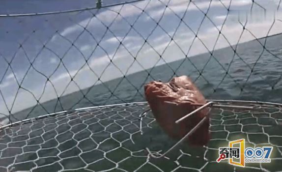 将猪内脏沉入深海，通过摄像头目睹这精