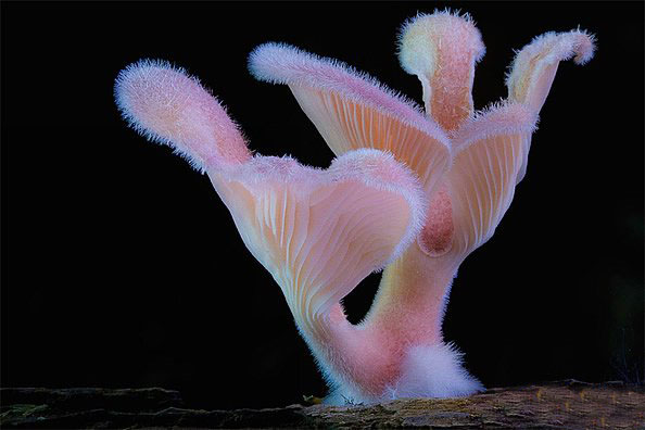 [图文]如此美丽动人的菌世界