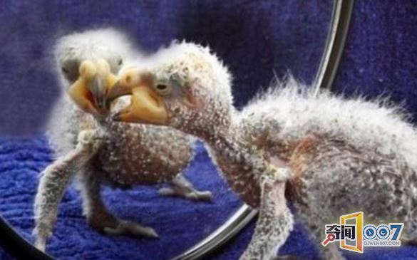 鹦鹉生下幼崽，被其长相吓得立即飞走