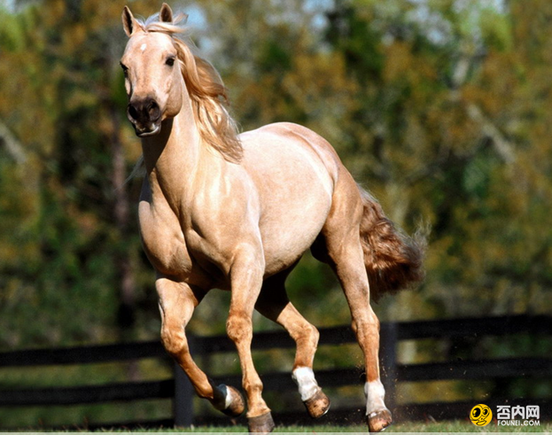 汗血宝马多少钱一匹 为什么叫汗血宝马