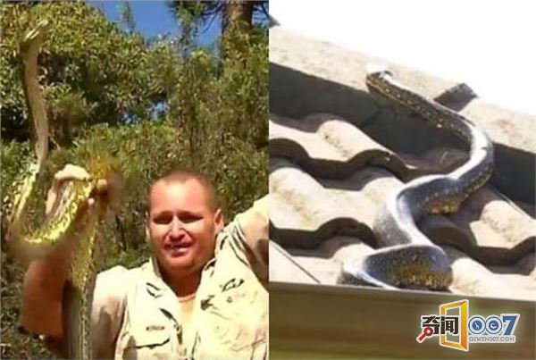 惊！屋顶上有蛇 澳洲夫妇展霸气就是要养