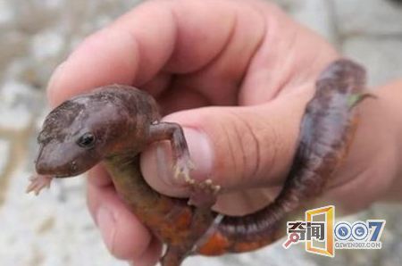男子意外捕获怪鱼竟是“中国火龙”