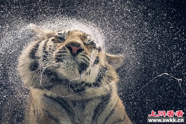 2013年最受喜爱的照片之科技(图)