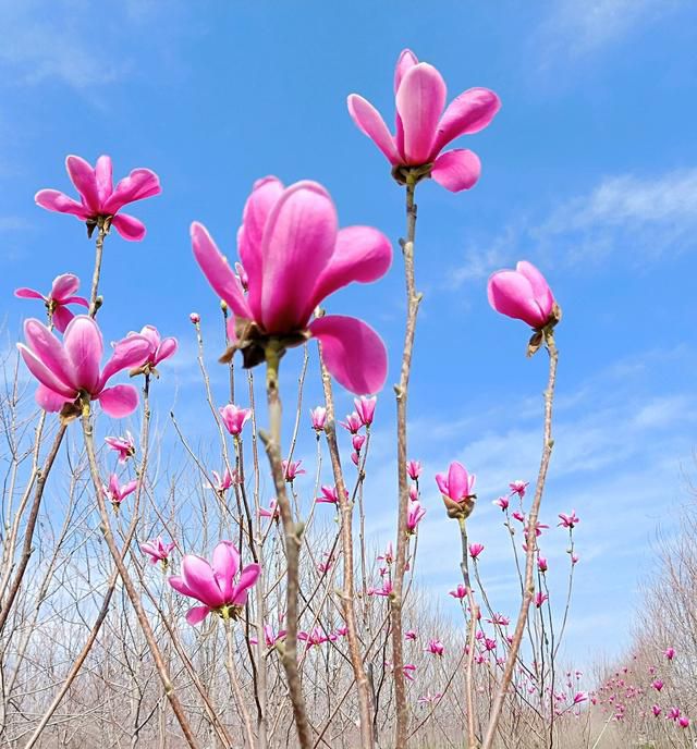 五月上旬贵人在左，财运在右，有鱼有肉有横财，花开富贵的生肖