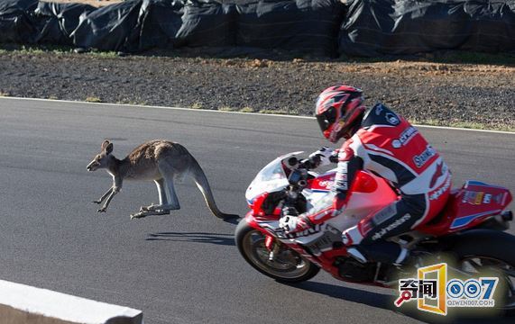 袋鼠与摩托车赛跑 险酿事故