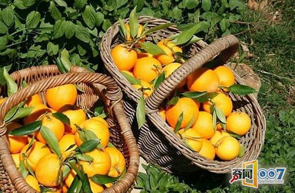 女子森林独居34年,花8年自建房,用牛粪糊墙