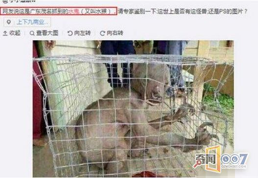 诡异!广东活捉“水鬼”真相惊人