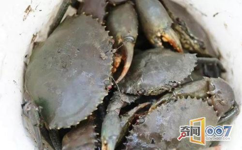 男子自制猎捕神器，抓到大堆美味