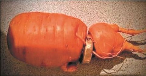 老人13年前丢失的戒指，竟然从一根胡萝卜身上“找”回来