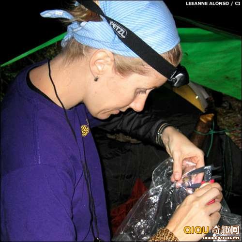 [多图]南美洲大陆再次发现新物种