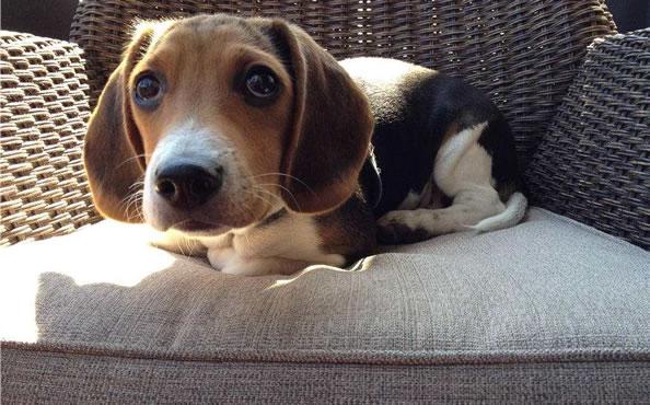 为什么狗狗总是呜呜叫 其原因竟然是这样_0