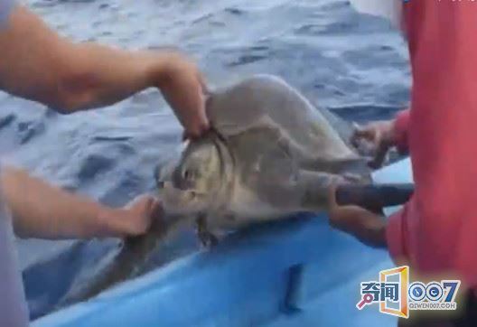 男子发现海龟跟着船不愿离开，知道真相后惊呆