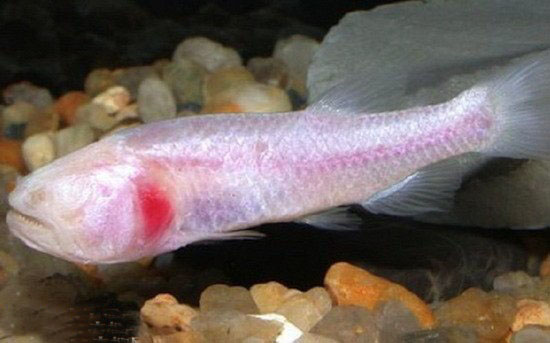 [图文]10种没有眼睛的动物