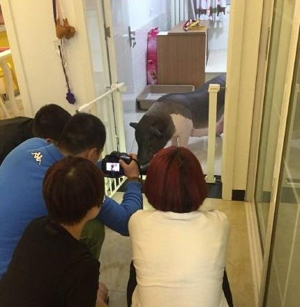 美女都让猪给拱了 竟与猪一起睡