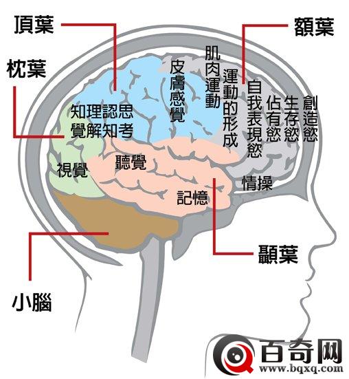 探究：为何大多数人选择用右手而不是左手